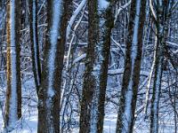 Bäume mit verschneitem Stamm